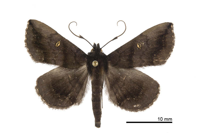 Hadennia loganlaii Male